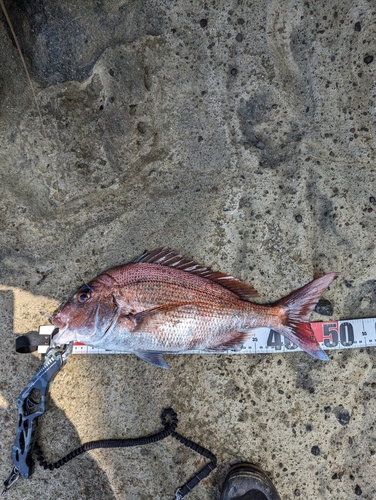 マダイの釣果