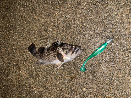 クロソイの釣果