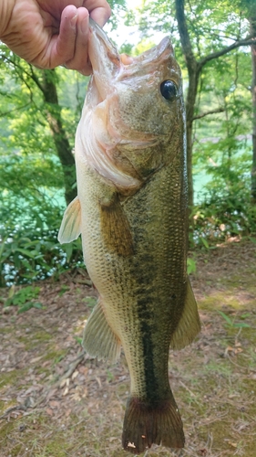 ラージマウスバスの釣果