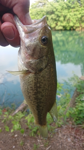 ラージマウスバスの釣果