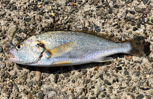 イシモチの釣果