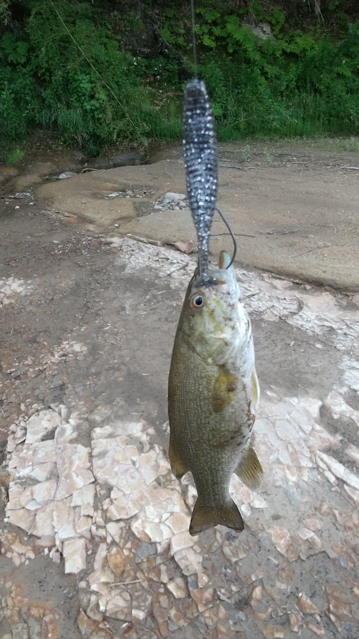 スモールマウスバス