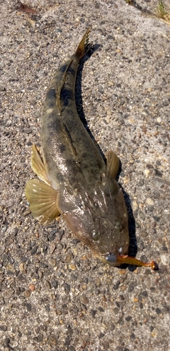 マゴチの釣果