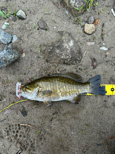 スモールマウスバスの釣果