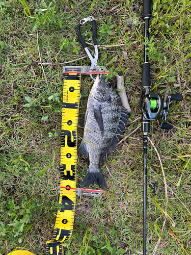 チヌの釣果