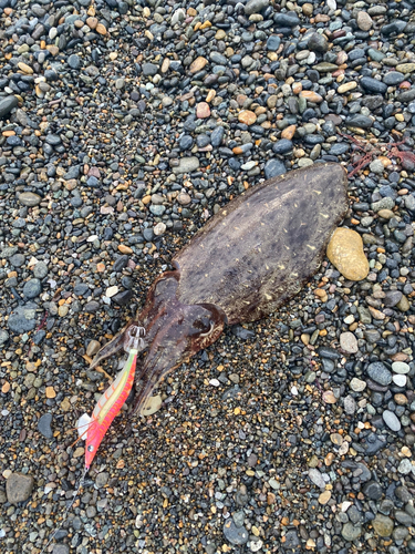 コウイカの釣果