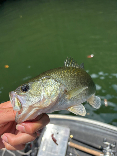 ブラックバスの釣果