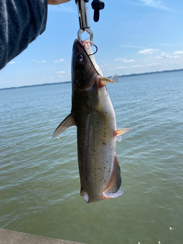 アメリカナマズの釣果