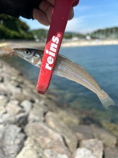 シロギスの釣果