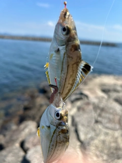 ヒイラギの釣果