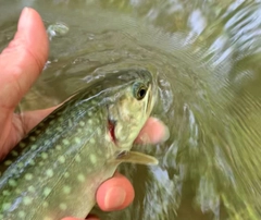 アメマスの釣果