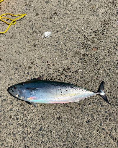 ソウダガツオの釣果