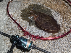 モンゴウイカの釣果