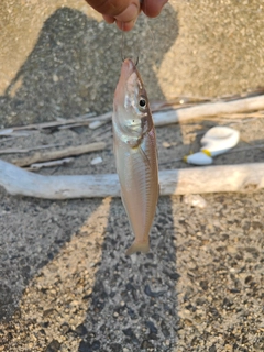 キスの釣果