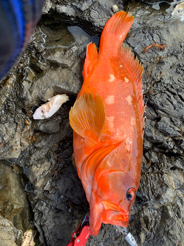 アカハタの釣果