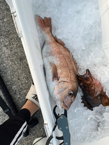 タイの釣果