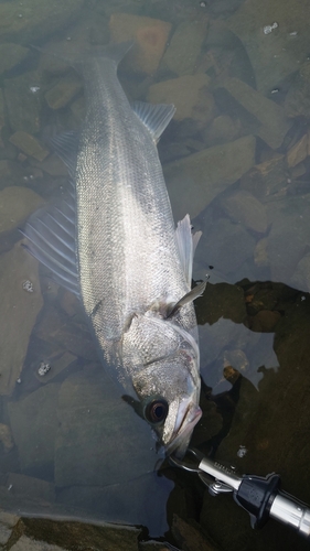 スズキの釣果