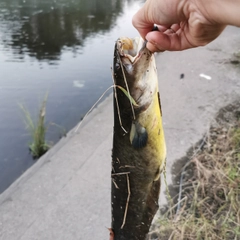 ナマズの釣果