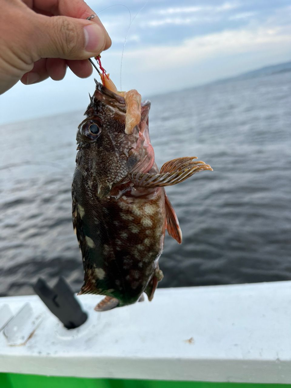 ☆沙乃○☆さんの釣果 3枚目の画像