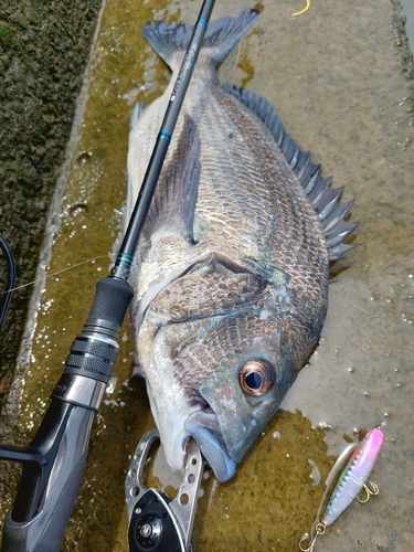 チヌの釣果