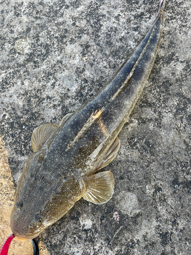 マゴチの釣果