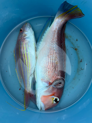 アマダイの釣果