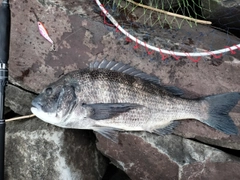 クロダイの釣果