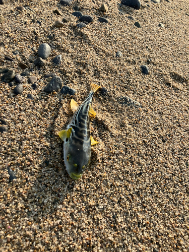 シマフグの釣果