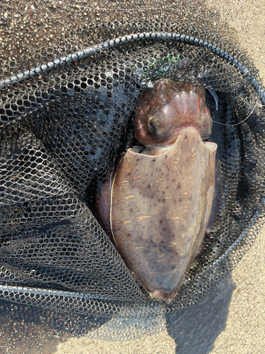 モンゴウイカの釣果