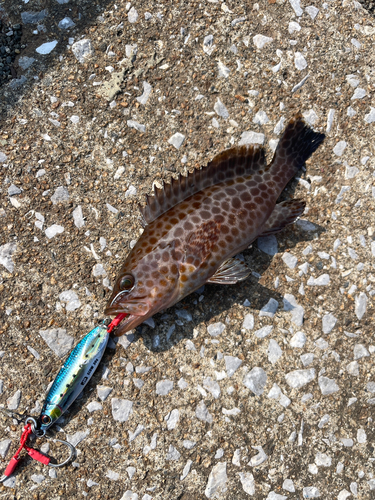 オオモンハタの釣果