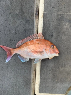 マダイの釣果