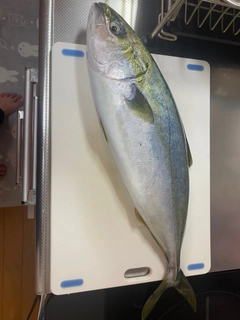 イナダの釣果