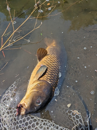 コイの釣果