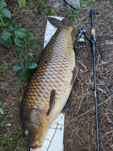 コイの釣果