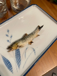 アユの釣果