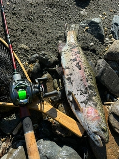 ニジマスの釣果