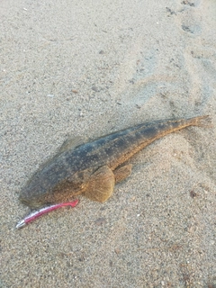 マゴチの釣果