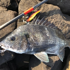 クロダイの釣果