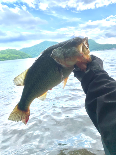 ラージマウスバスの釣果