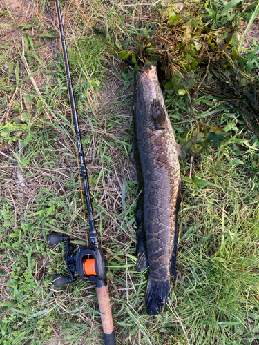 ライギョの釣果