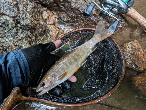 イワナの釣果