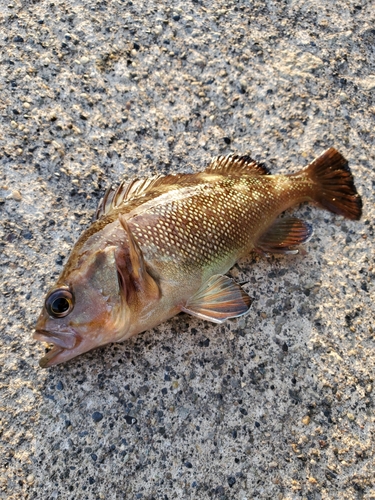 エゾメバルの釣果