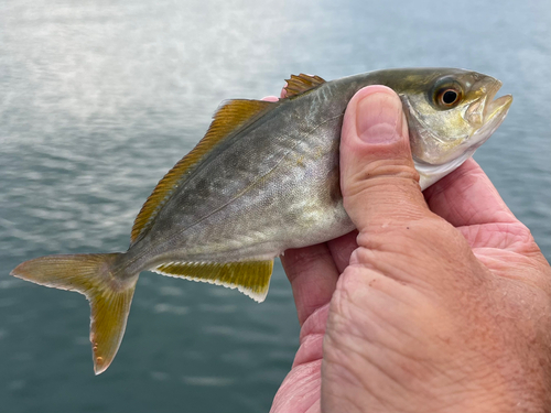 ショゴの釣果