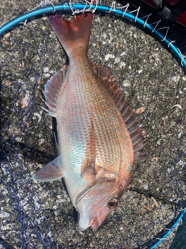 マダイの釣果