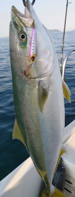 ハマチの釣果