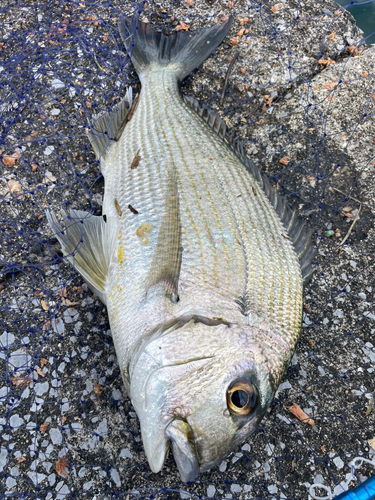 ヘダイの釣果