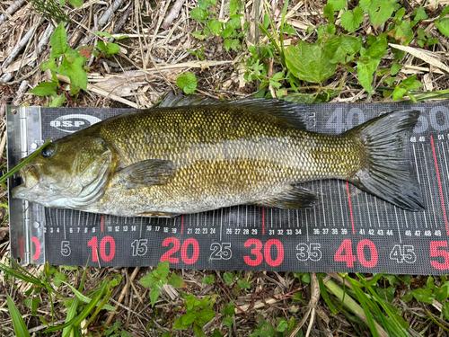 スモールマウスバスの釣果