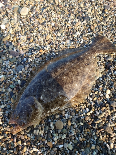 ソゲの釣果