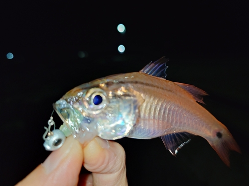 キンギョの釣果