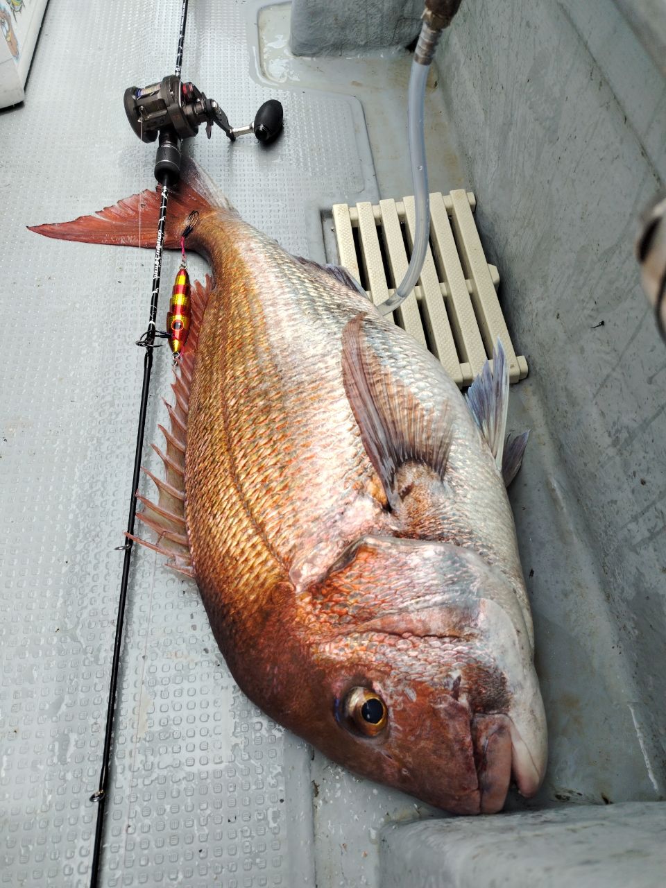 安蔵 慎之介さんの釣果 3枚目の画像